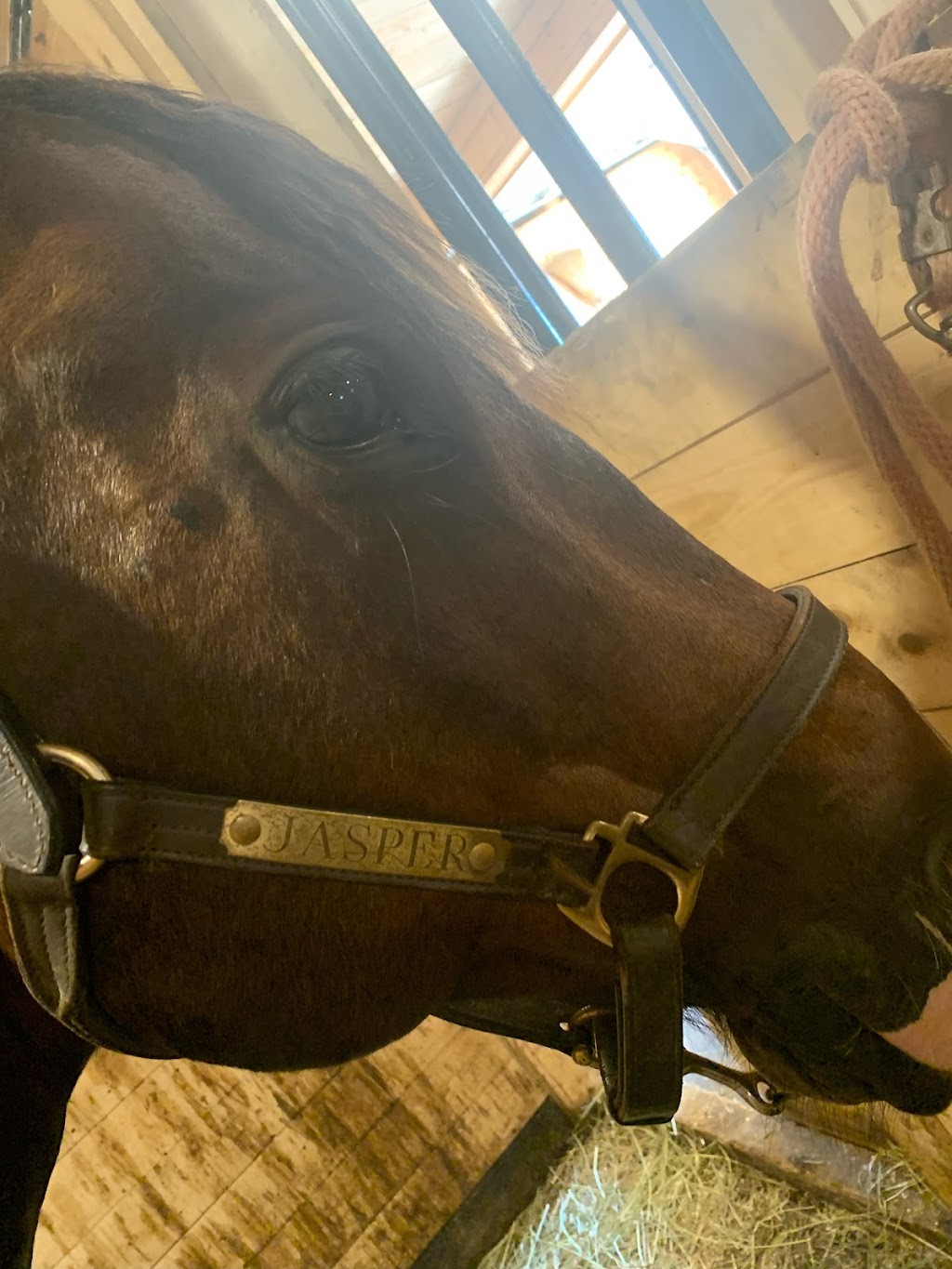 Double Diamond Stable | 253 Scotch Settlement Rd, Irishtown, NB E1H 1R2, Canada | Phone: (506) 384-8922