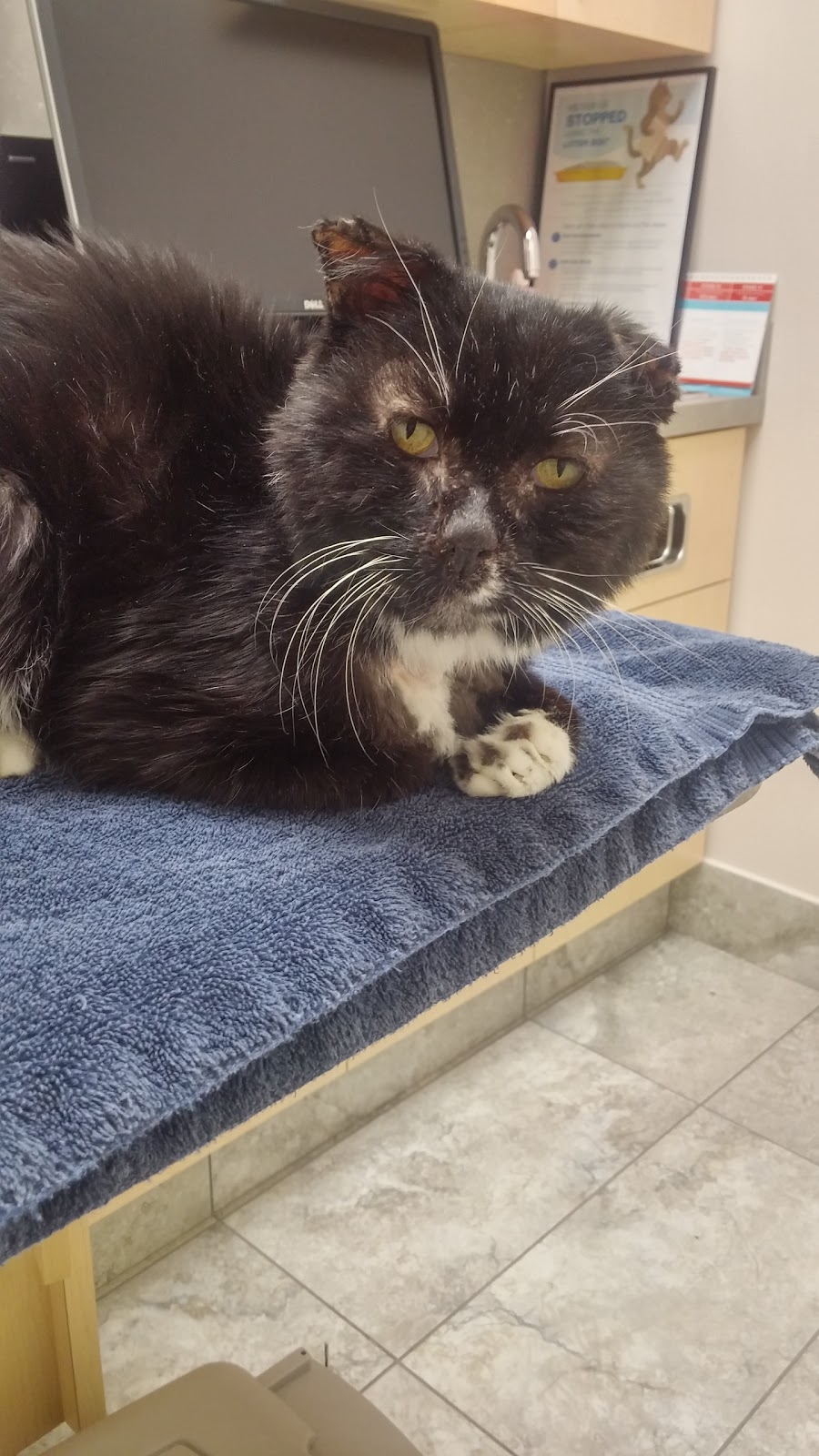 Vanier Animal Hospital | 23-C Selkirk St (Located in Eastview Plaza), Ottawa, ON K1L 6N1, Canada | Phone: (613) 748-1234