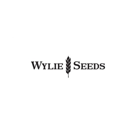 Wylie Seed and Processing | Box 250, Biggar, SK S0K 0M0, Canada | Phone: (306) 948-2807