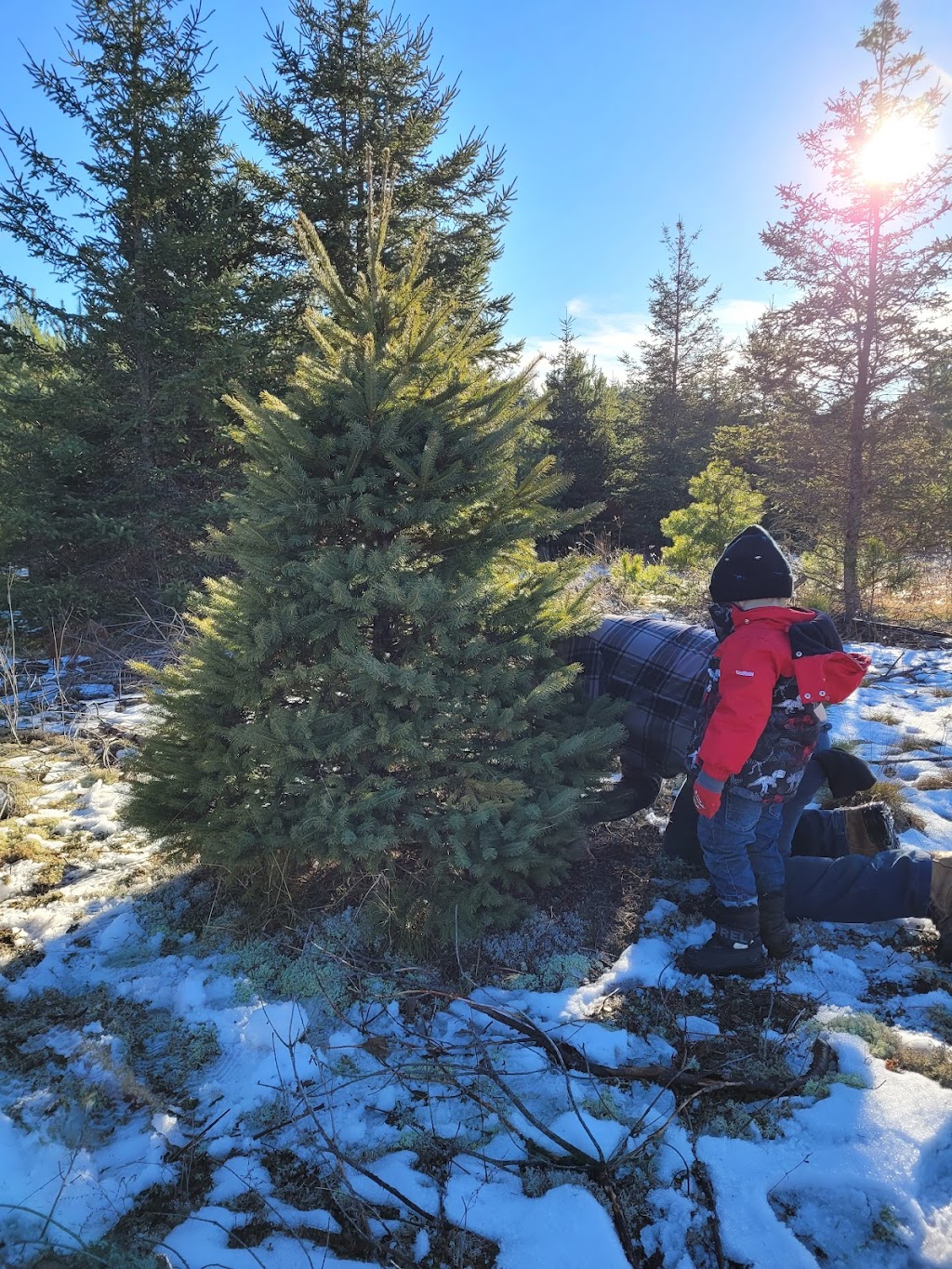 Skootamatta Tree Farms | 2800 Upper Flinton Rd, Flinton, ON K0H 1P0, Canada | Phone: (613) 336-8774