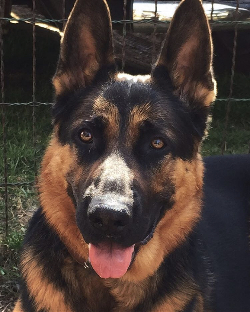 Crosshill Kennels | 4862 William Hastings Line Crosshill, Millbank, ON N0K 1L0, Canada | Phone: (519) 897-6757