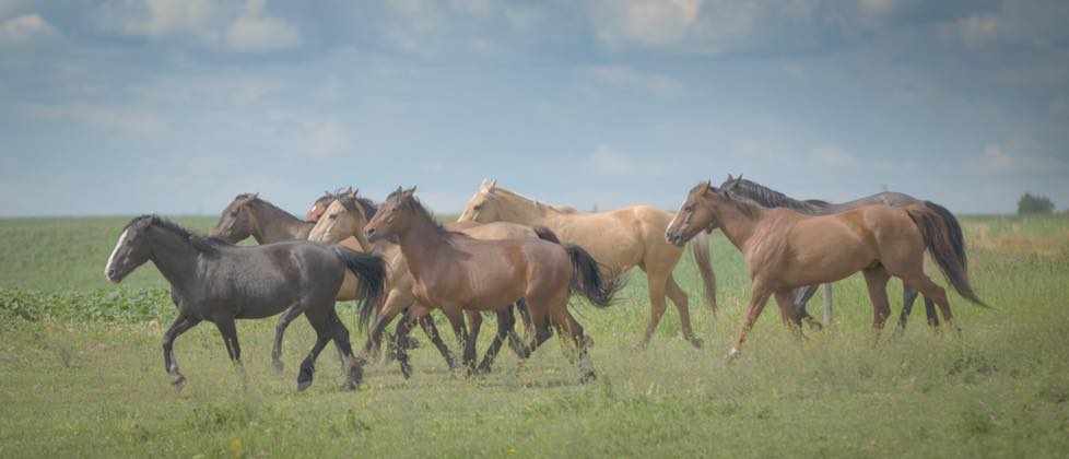 XL Mustang Ranch | 262071 Township 240, Cheadle, AB T0J 1X0, Canada | Phone: (403) 837-6835