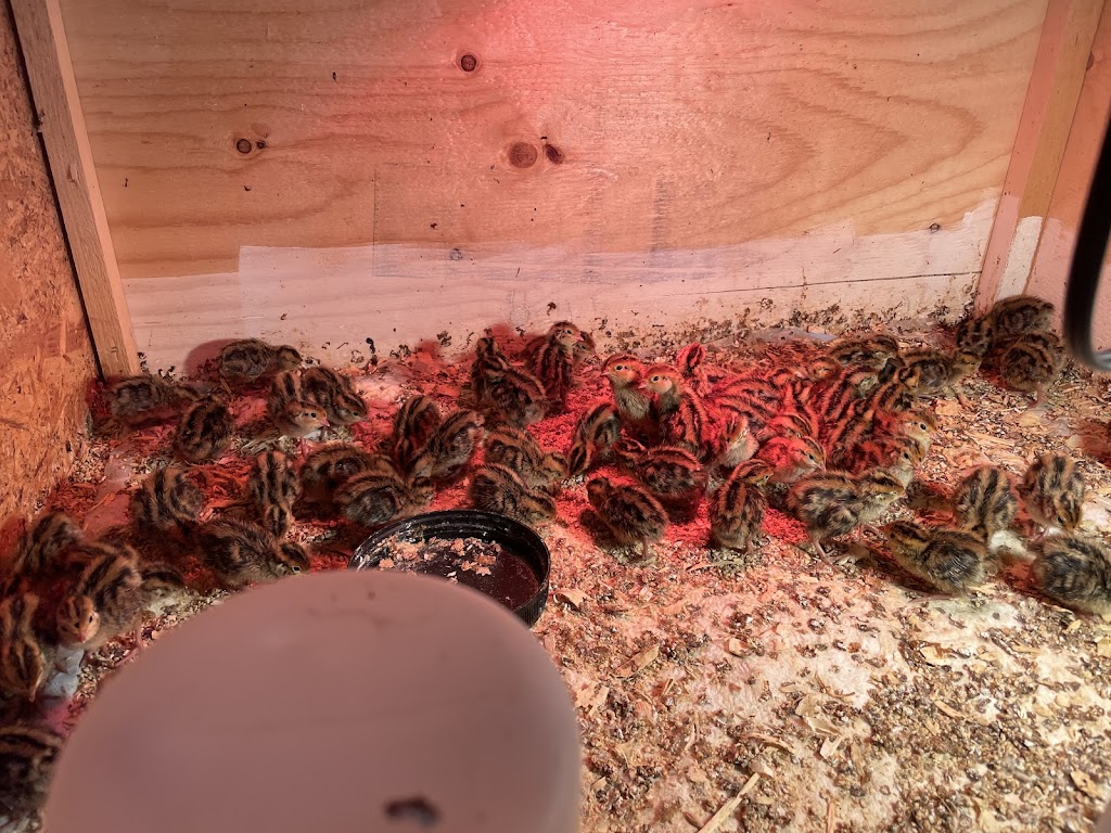 Jumbo Coturnix Quail - Nicks Chicks (By appointment) | 2687 ON-12, Brechin, ON L0K 1B0, Canada | Phone: (416) 937-7171