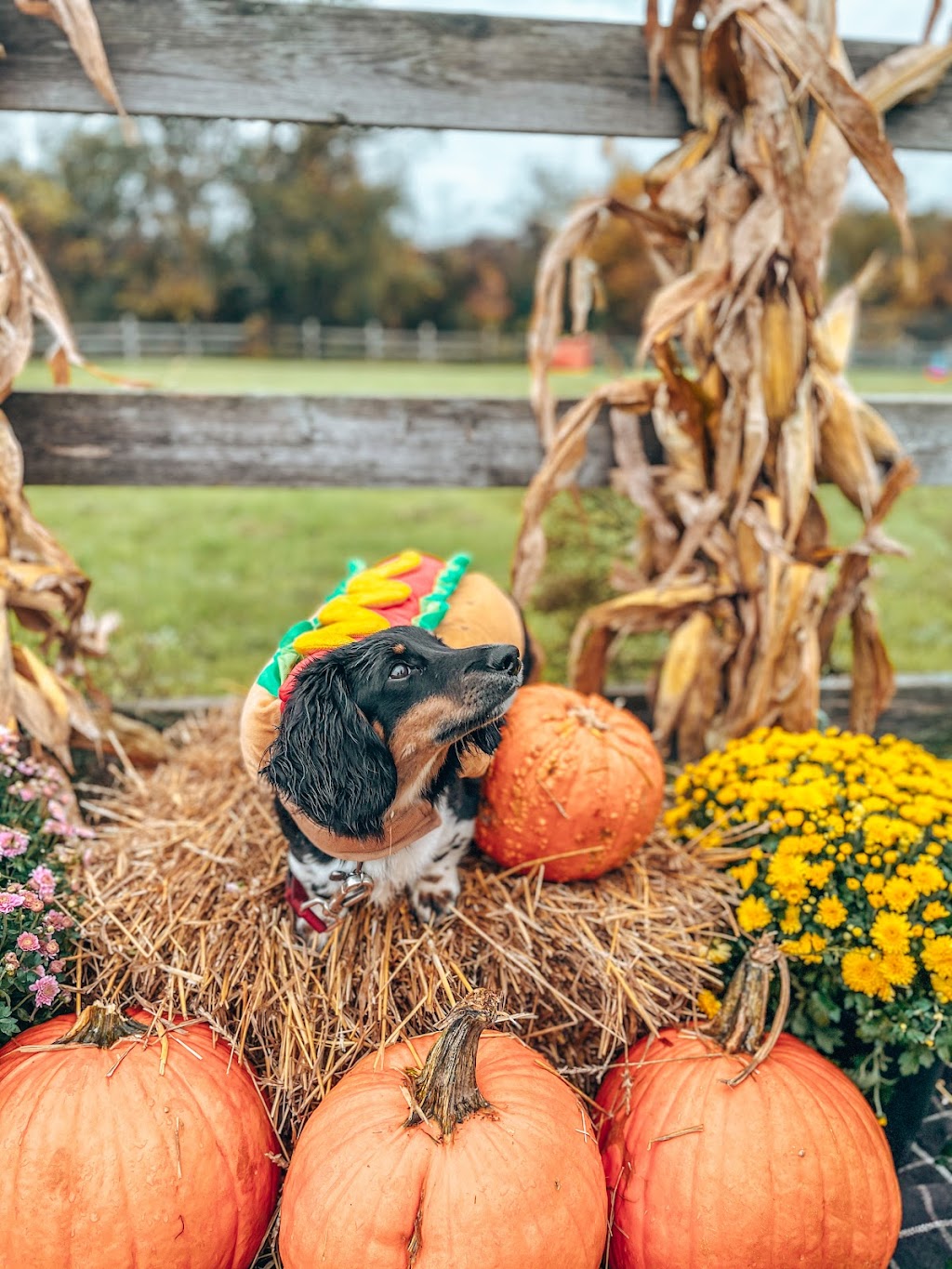 Elle’s Dog Pack | 15117 Medway Rd, Arva, ON N0M 1C0, Canada | Phone: (548) 388-2027