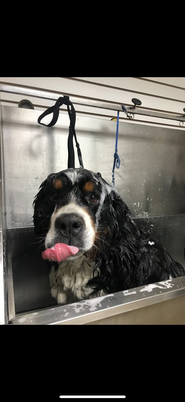 Camp Tails A Waggin | 19230 Bathurst St, Newmarket, ON L3Y 4V9, Canada | Phone: (905) 868-9880