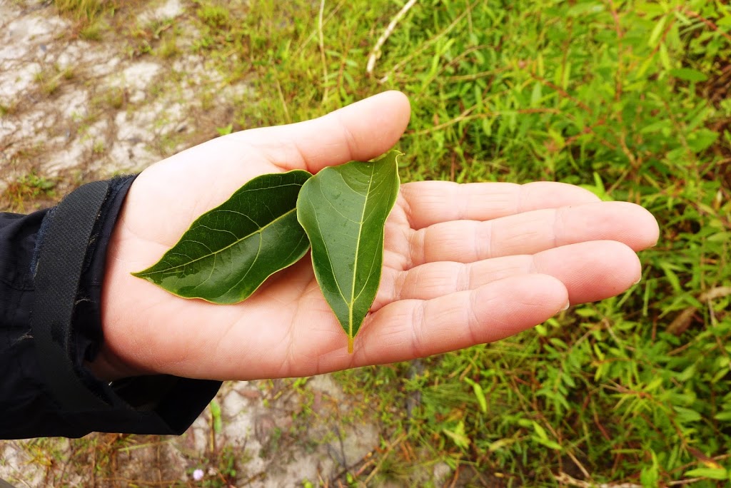 Union Nature Aroma-Phyto Inc. | 2280 Chemin St François, Dorval, QC H9P 1K2, Canada | Phone: (514) 344-7777