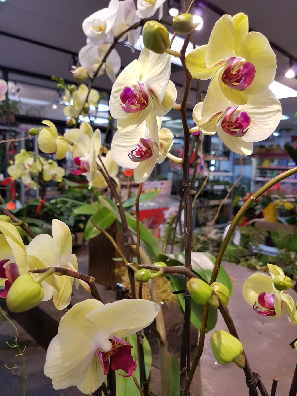 Southland Farm Market | 3008 W 41st Ave, Vancouver, BC V6N 3C9, Canada | Phone: (604) 264-0112