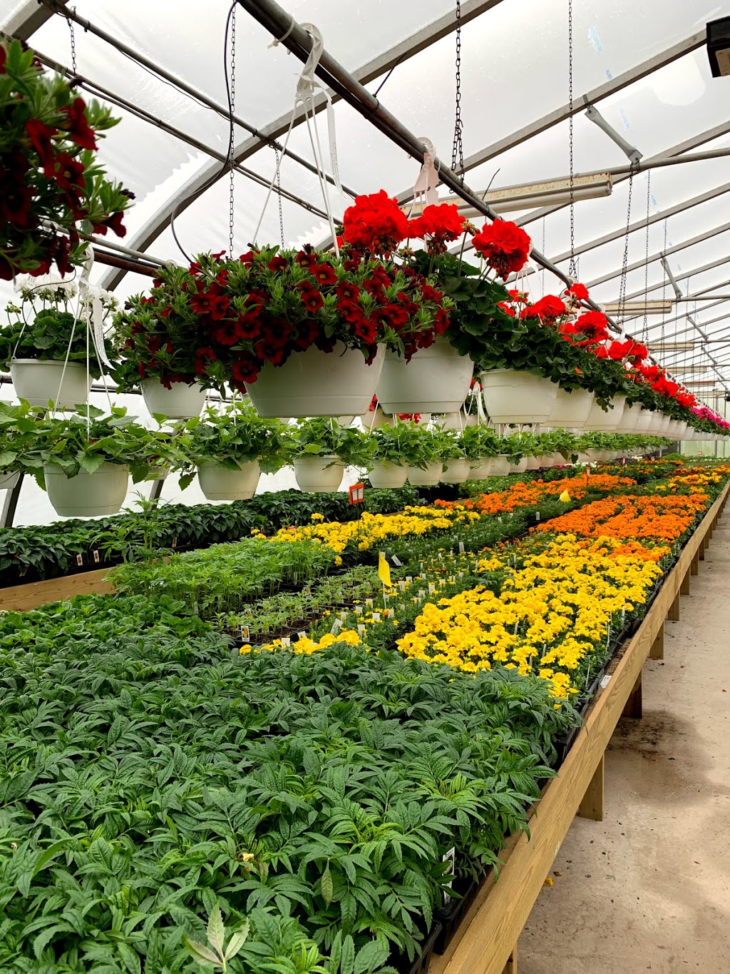Village Nursery | 430 New Cumberland Rd, Pleasantville, NS B0R 1G0, Canada | Phone: (902) 543-5649