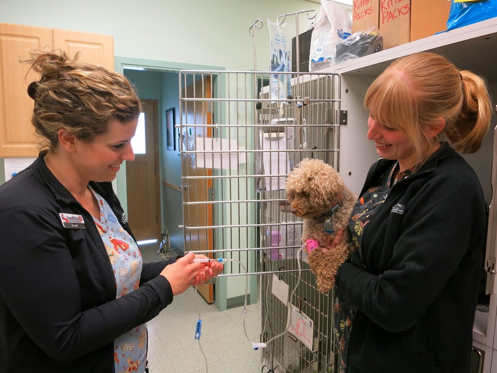 Foothills Animal Hospital | 34 Southridge Dr #6, Okotoks, AB T1S 2G5, Canada | Phone: (403) 938-3791