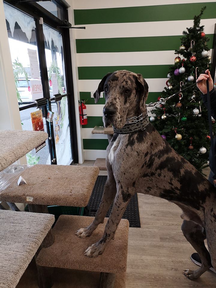 Village Pets | 7816 E Saanich Rd #3, Saanichton, BC V8M 2B3, Canada | Phone: (778) 351-3232