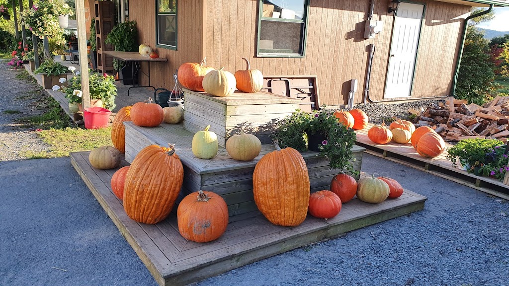 Howard Dill Enterprises | 400 College Rd, Windsor, NS B0N 2T0, Canada | Phone: (902) 798-2728