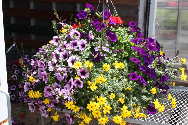Hilltop Greenhouses | AB-23, Monarch, AB T0L 1M0, Canada | Phone: (403) 553-3175
