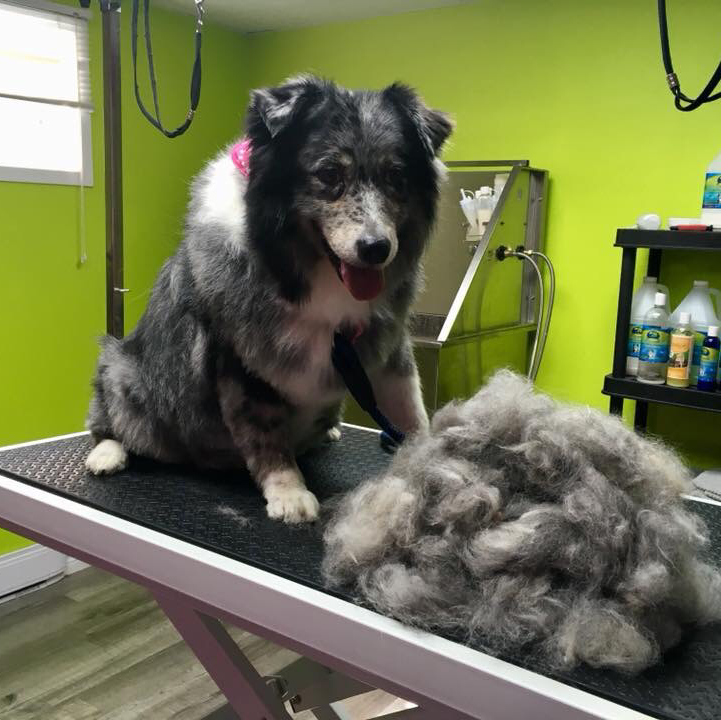 Salon de toilettage Andréanne | 320 Rue Bernard, Sainte-Mélanie, QC J0K 3A0, Canada | Phone: (450) 759-4792
