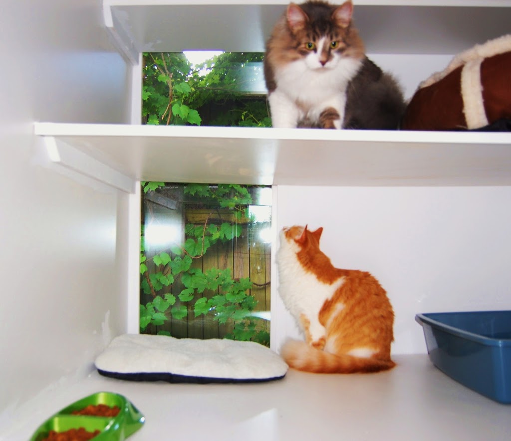 Country Cats Only Hotel | 277 Cockshutt Rd, Brantford, ON N3T 5L6, Canada | Phone: (226) 387-2417