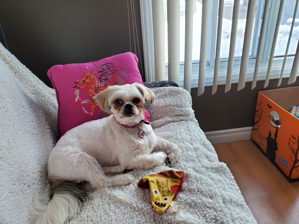 Clark Animal Hospital | 130 Alpine Rd, Kitchener, ON N2E 1A1, Canada | Phone: (519) 745-5647