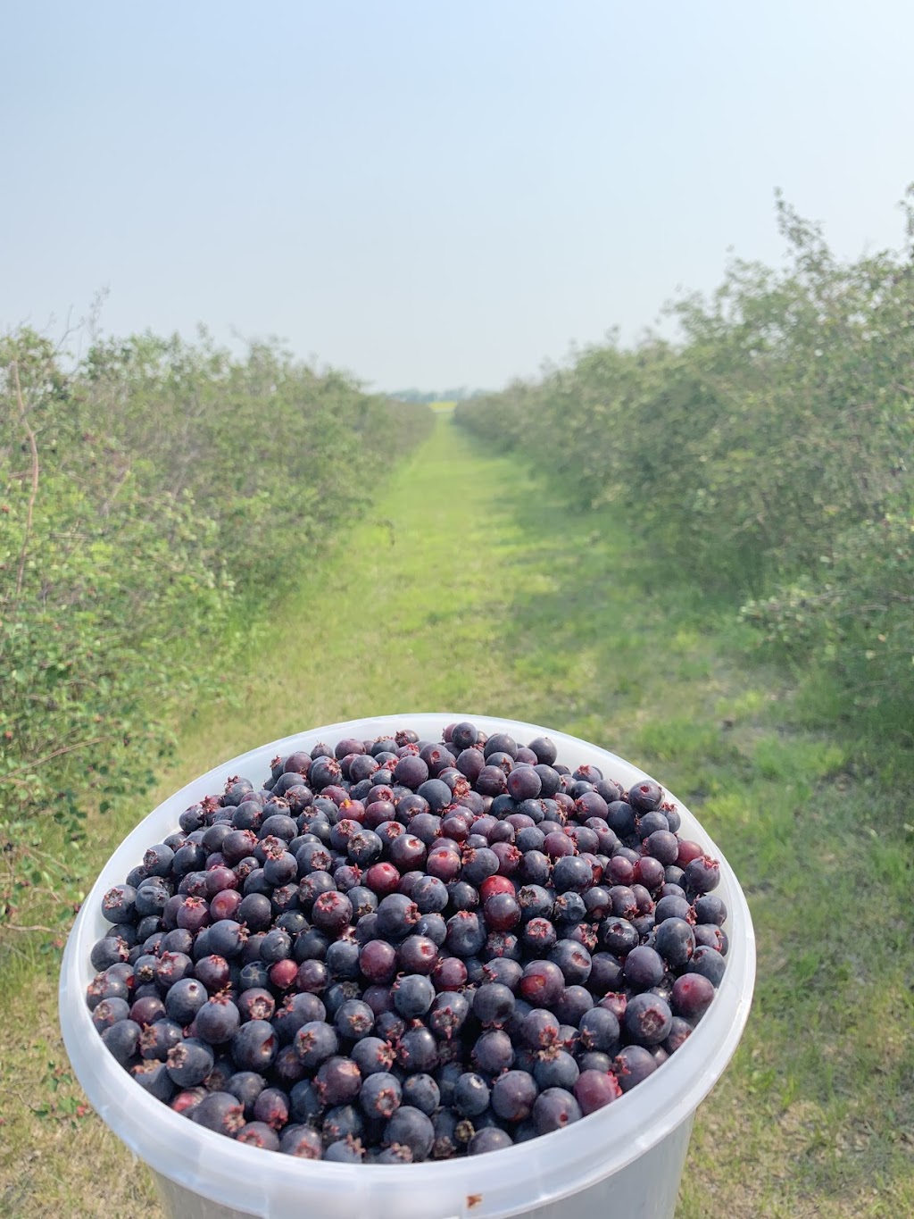 Prairie Berry YYC | 225036 RR 282, AB T1X 0H9, Canada | Phone: (403) 819-4664