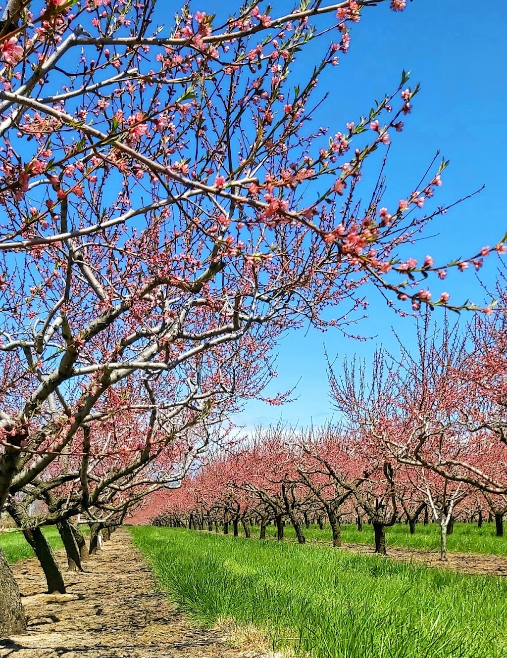 Lakelee Orchards | 4452 Thirteenth St, Jordan Station, ON L0R 1S0, Canada | Phone: (905) 562-4850