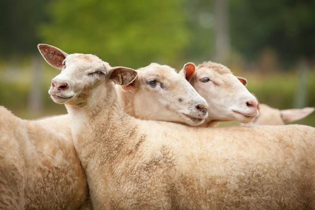 Ferme Rosa | 953 1e Rang, Val-Alain, QC G0S 3H0, Canada | Phone: (418) 744-1313