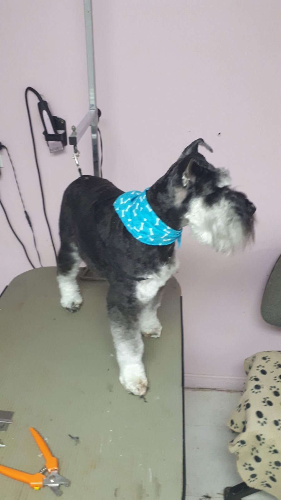 A La Fantaisie Animale | 71 Rue Notre Dame E, Trois-Rivières, QC G8T 4B9, Canada | Phone: (819) 701-3056