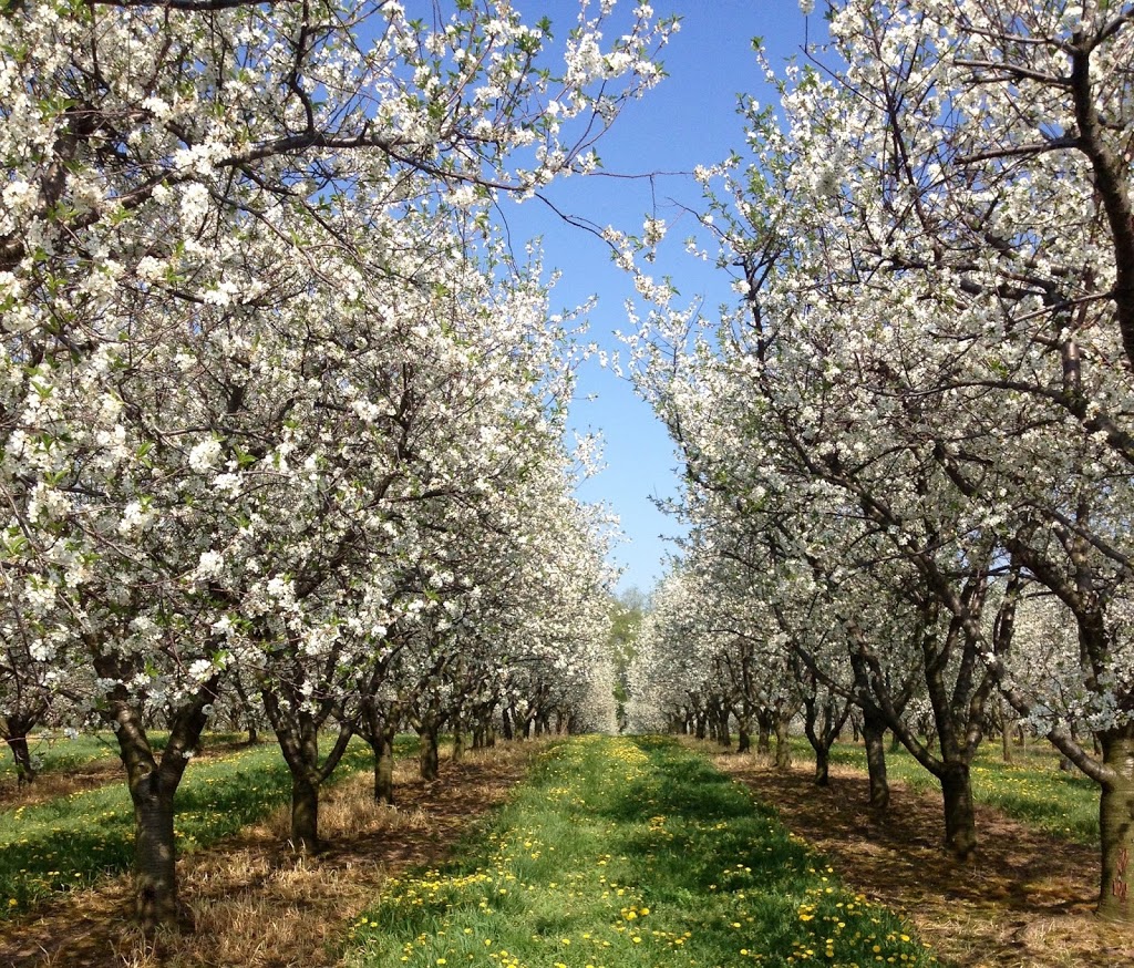 Cherry Lane | 4230 Victoria Ave, Vineland Station, ON L0R 2E0, Canada | Phone: (905) 562-4337 ext. 210