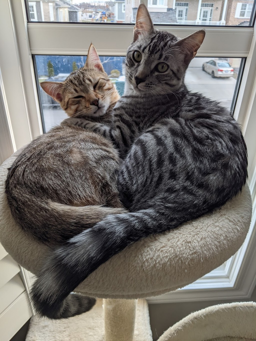 Blue Ribbon Bengals | 775 Burnett Ave, Cambridge, ON N1T 2A2, Canada | Phone: (226) 220-4427