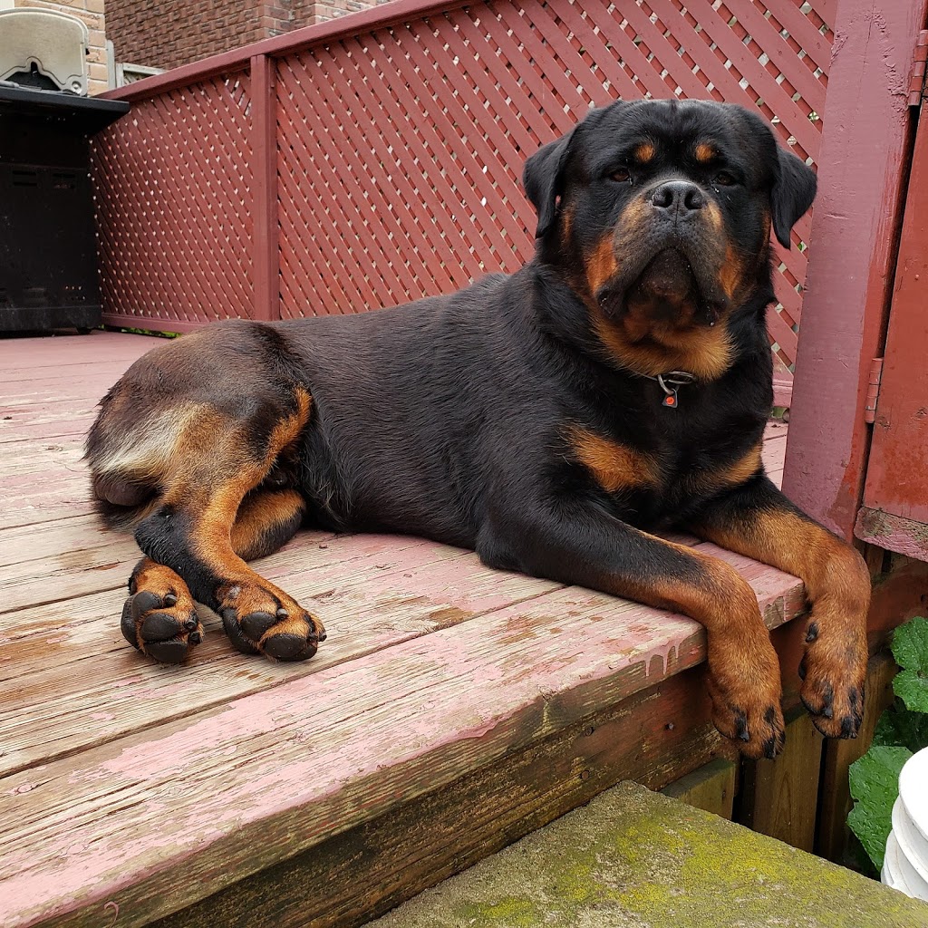 Rotherwood Kennel Rottweiler | Erie Ave S RR 2, Fisherville, ON N0A 1G0, Canada | Phone: (905) 779-0769