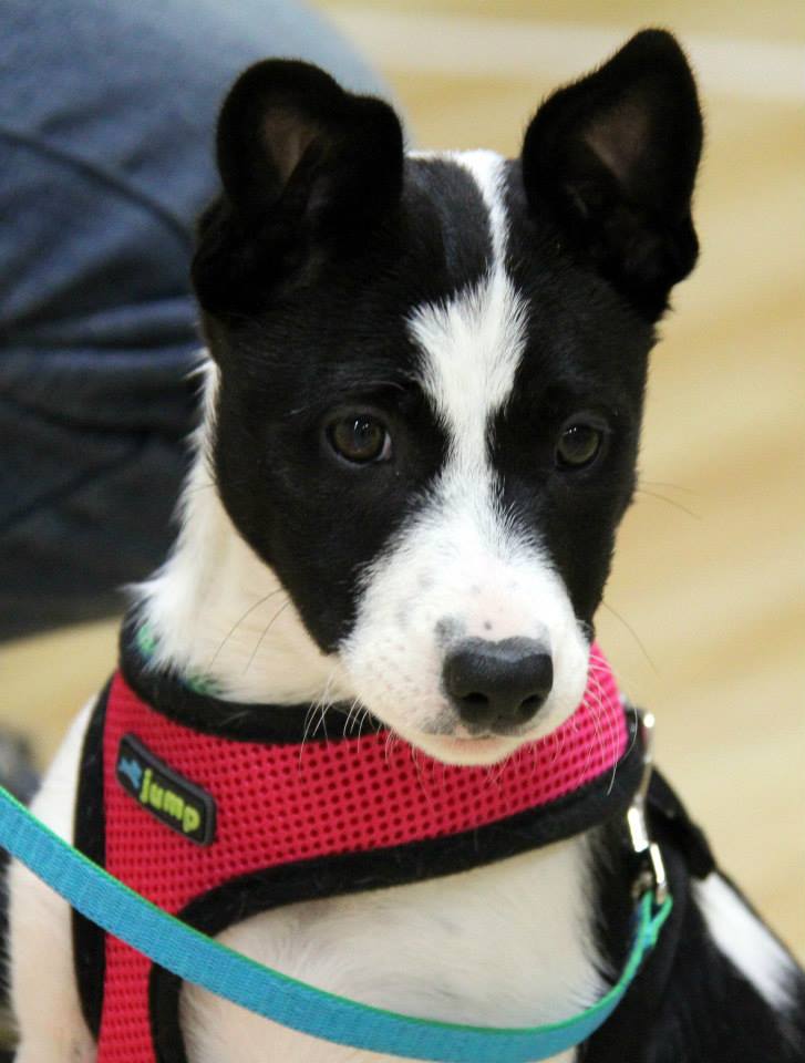 Dittos Canine Learning Centre | 45 School St, Mahone Bay, NS B0J 2E0, Canada | Phone: (902) 624-0800