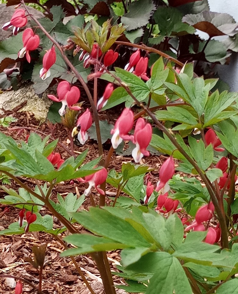 Cowan Street Perennial Plants, etc | 2160 Cowan St, Westville, NS B0K 2A0, Canada | Phone: (902) 301-6947