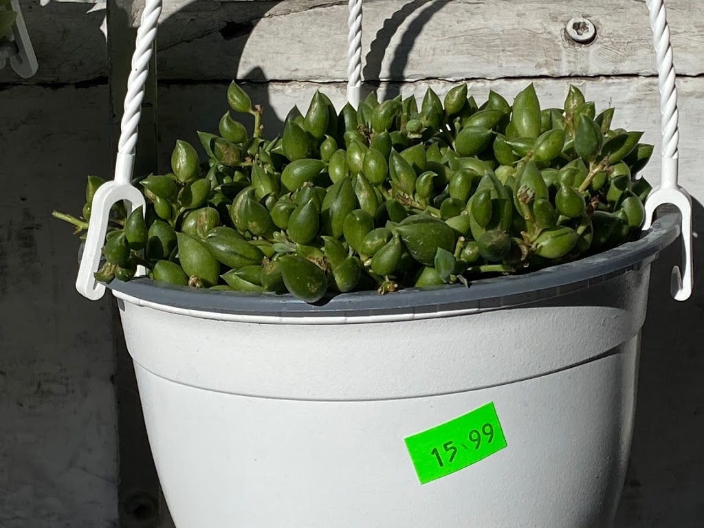 Everything Store & Garden Center | 923 Pape Ave, East York, ON M4K 3V3, Canada | Phone: (416) 465-3132