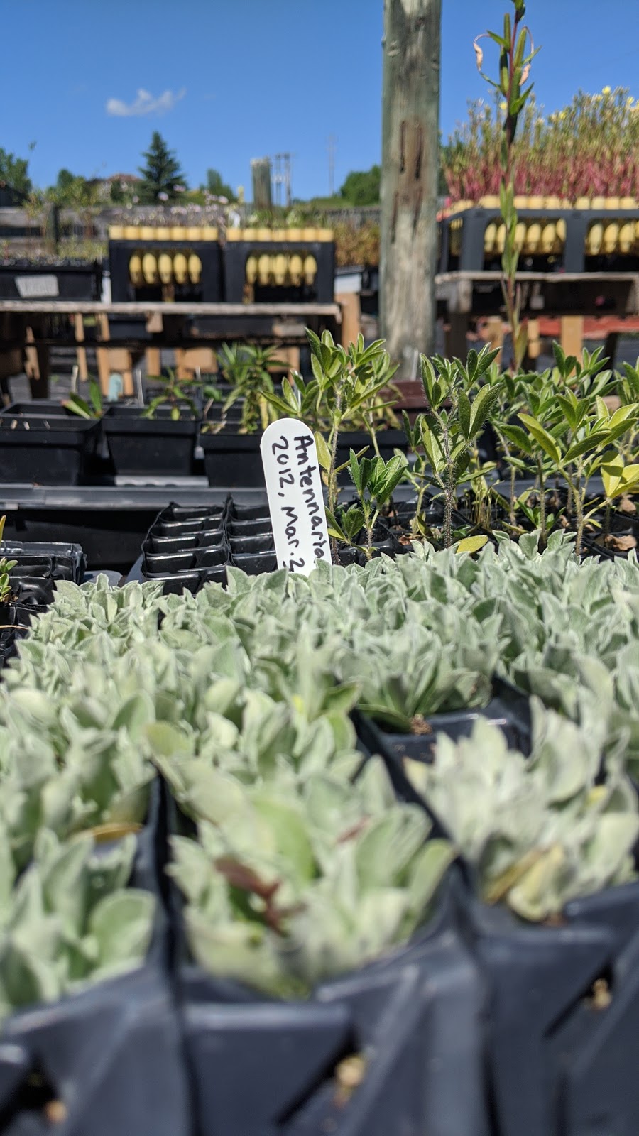 ALCLA Native Plants | Visits By Appointment Only, Calgary, AB T3L 2P5, Canada | Phone: (403) 889-4795