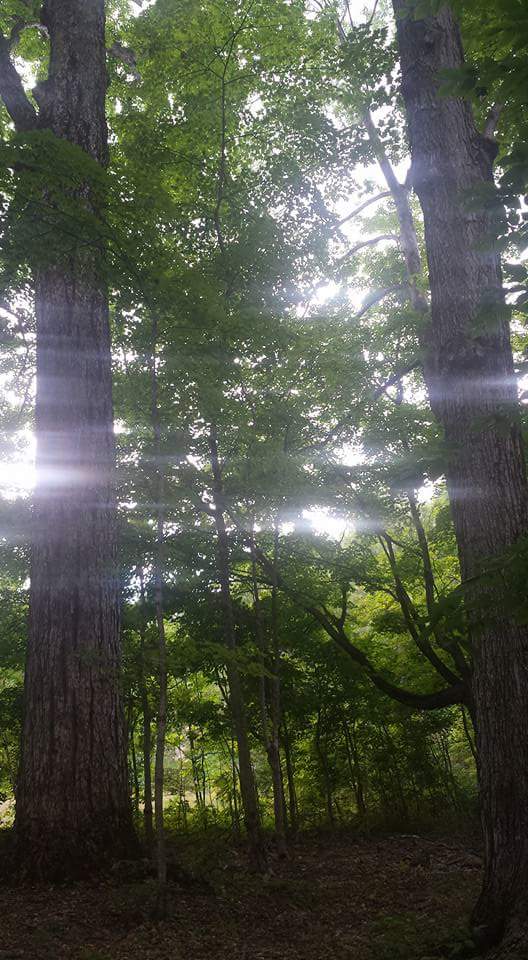 ElderTree Farm | 2592 Concession Road 13, Ramara, ON L3V 6H5, Canada | Phone: (705) 323-4997