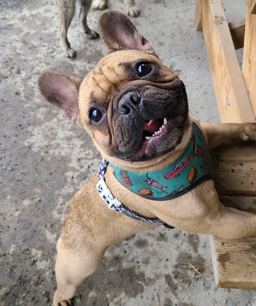 Dog Days Dog Walking | Crescent Rd, Surrey, BC V4A 5R7, Canada | Phone: (506) 470-8856