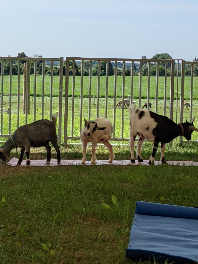 Udderly Ridiculous Farm Life | 906200 Township Rd 12, Bright, ON N0J 1B0, Canada | Phone: (548) 225-1005
