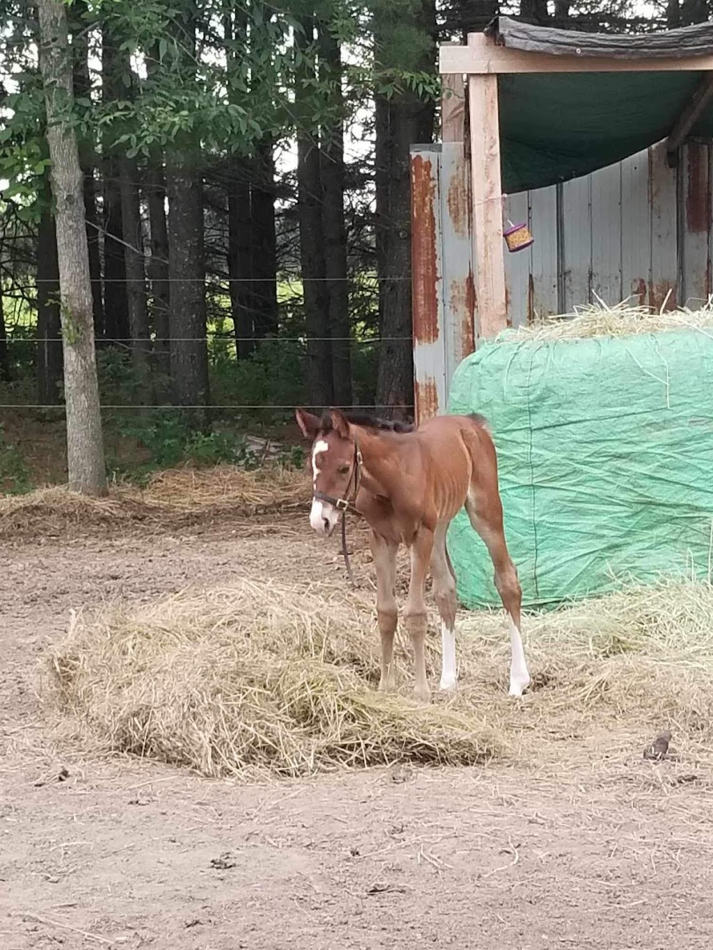 Mapleview Stables | 310 Wickens Rd, Frankford, ON K0K 2C0, Canada | Phone: (226) 239-2863