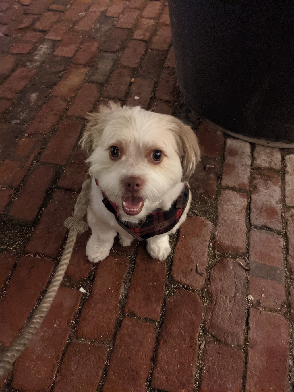 Fur-Style Dog Grooming | 5970 16th Ave #106, Markham, ON L3P 7R1, Canada | Phone: (905) 554-9258