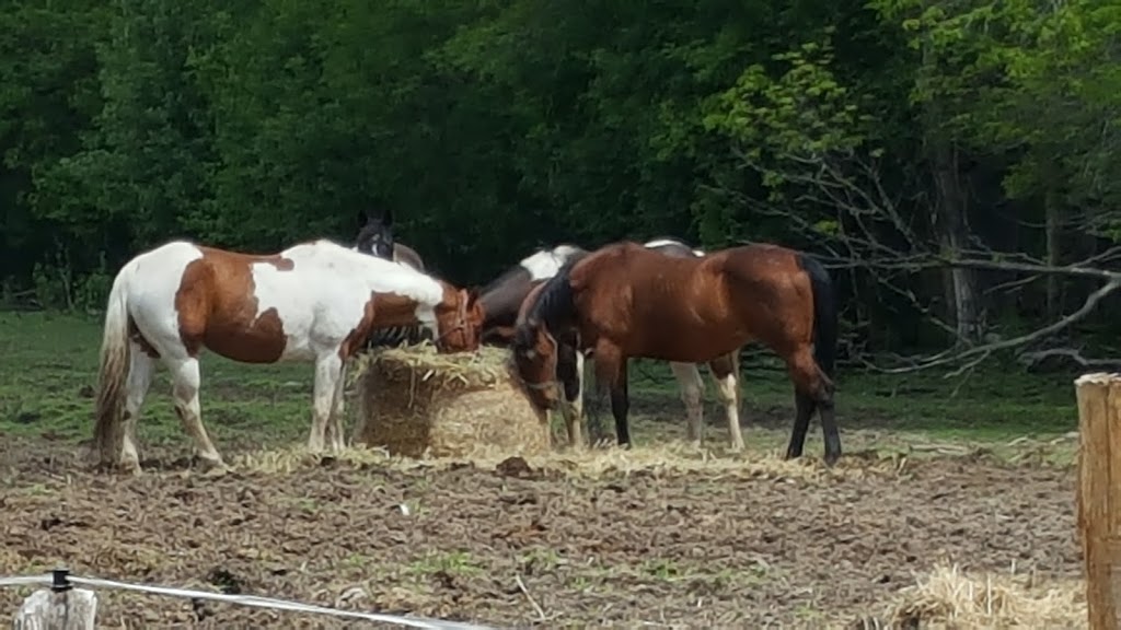 RockNHorse Ranch | 28700 ON-48, Pefferlaw, ON L0E 1N0, Canada | Phone: (905) 960-6989