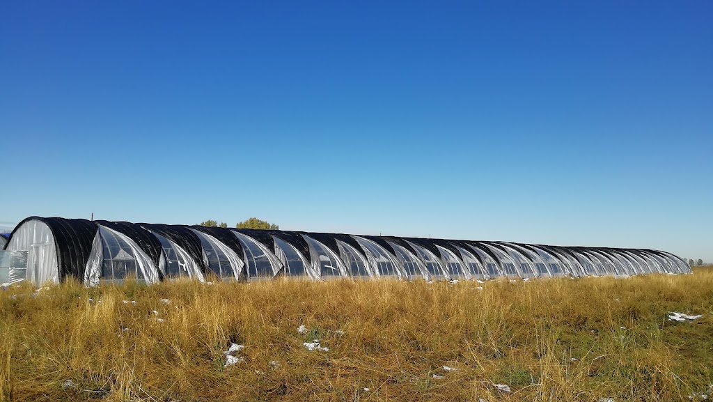 EverSource Farm | Range Rd 292, Carstairs, AB T0M, Canada | Phone: (403) 452-8958