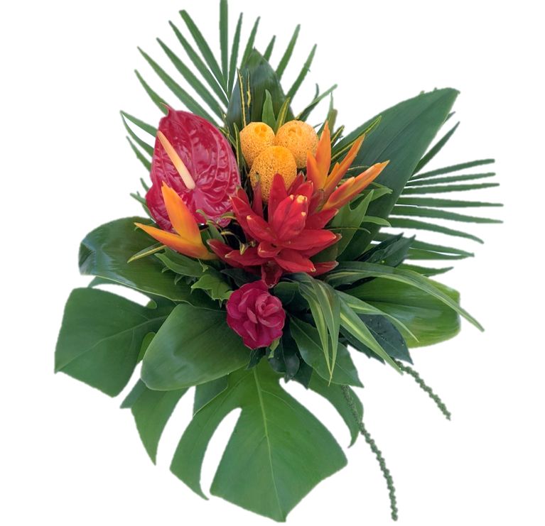 Spectrum Tropicals Inc | 325605 Norwich Rd, Norwich, ON N0J 1P0, Canada | Phone: (519) 732-8323