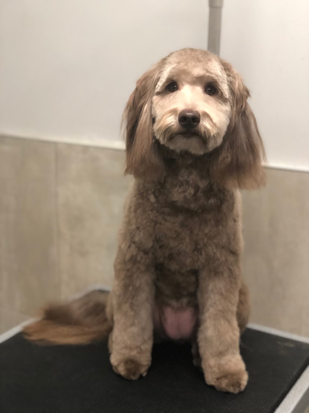 Crowned Canines Dog Grooming Spa & Boutique | 63 Queen St S Unit 6, Mississauga, ON L5M 3S9, Canada | Phone: (905) 997-4738