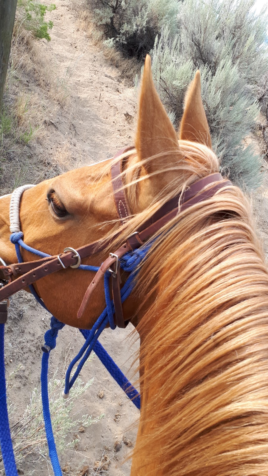 Indian Grove Riding Stables | 600 Rancher Creek Rd, Osoyoos, BC V0H 1V6, Canada | Phone: (250) 495-7555