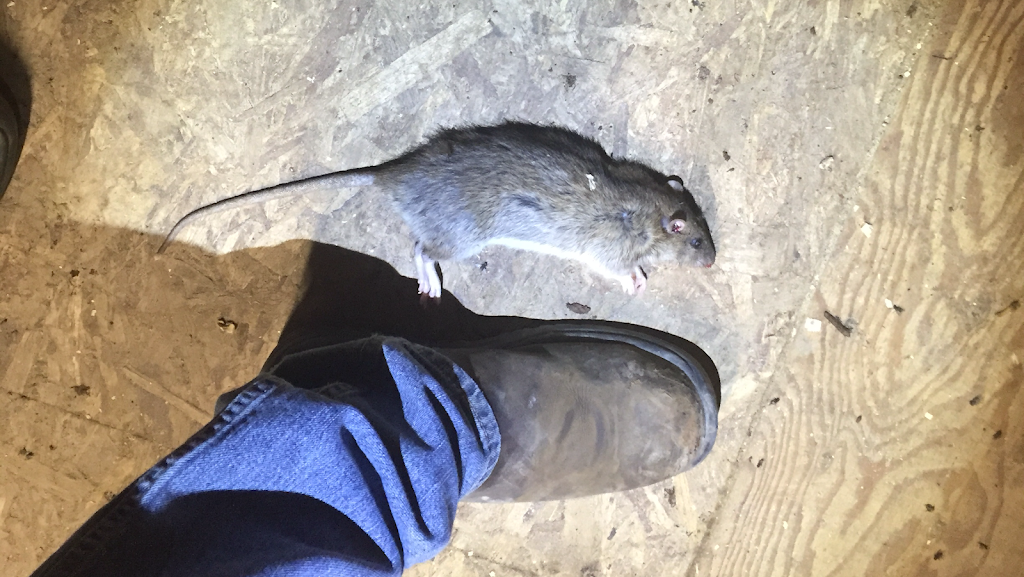 Miller Pest Control | 470 Robinson Rd, Ennismore, ON K0L 1T0, Canada | Phone: (866) 858-2152