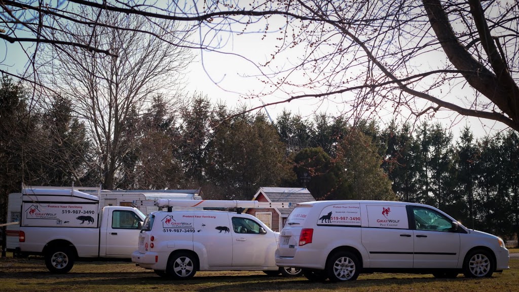 Gray Wolf Pest Control | Canada, 6630 St Michaels Dr, Windsor, ON N9J 3G7, Canada | Phone: (519) 987-3490