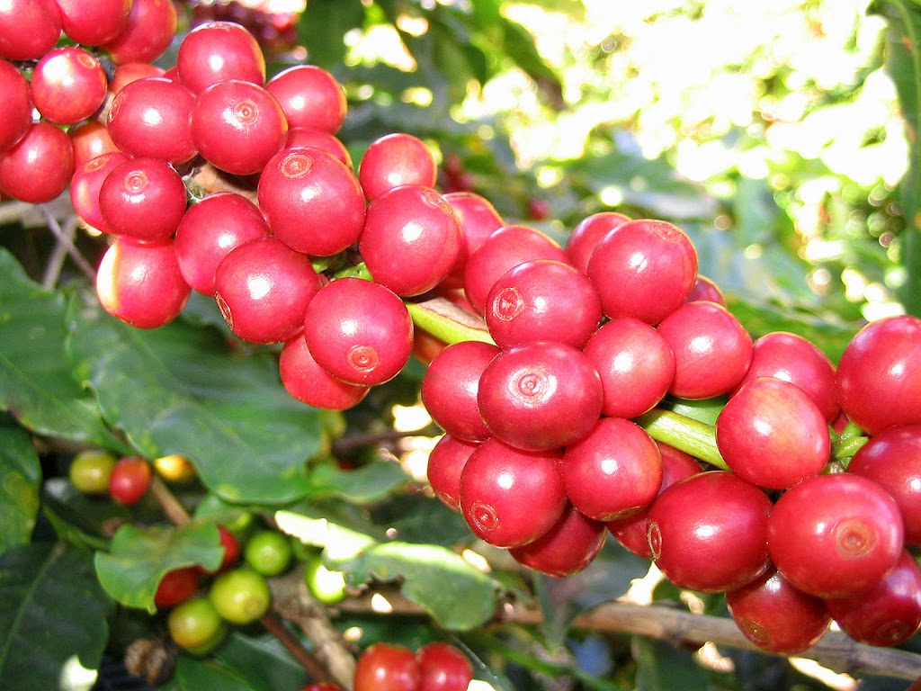 Orléans Coffee Company | 6118 Vineyard Dr, Orléans, ON K1C 2N6, Canada | Phone: (613) 834-4972