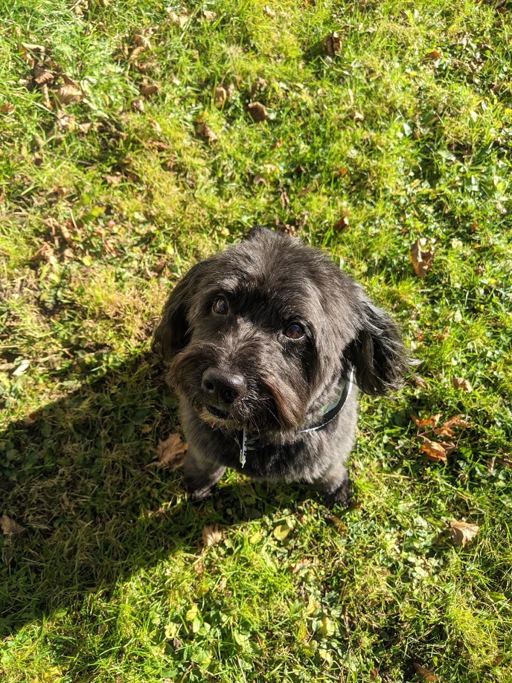 Terris Pet Grooming | 3831 Soules Rd, Orillia, ON L3V 6H3, Canada | Phone: (705) 329-2440