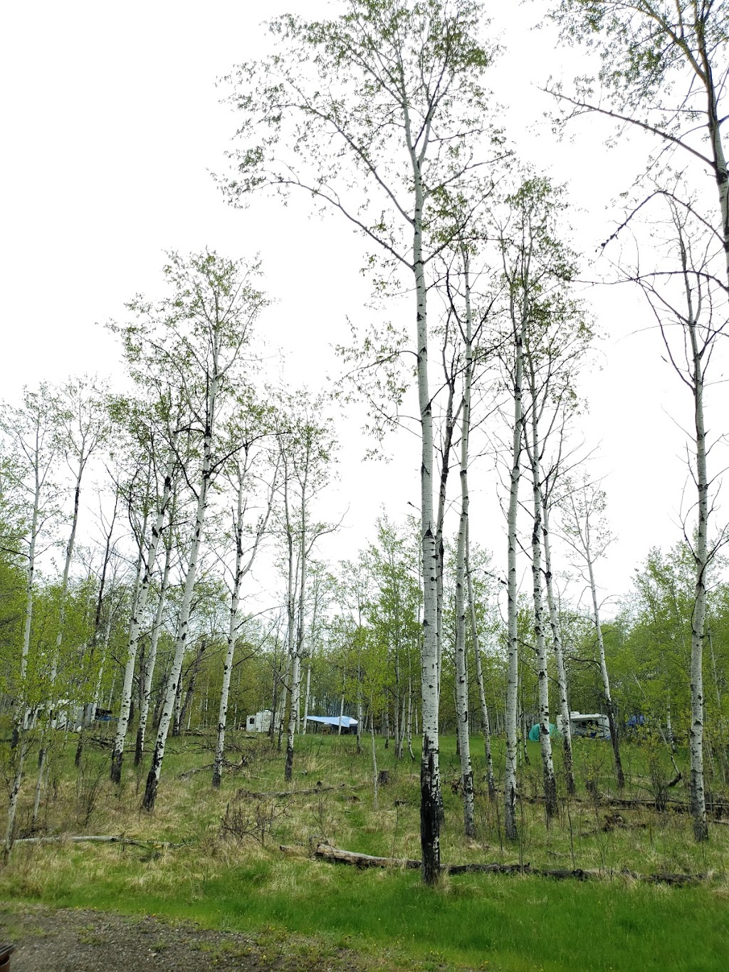 Emerald Bay Campground | 6229 N Green Lake Rd, Cariboo L, BC V0K 0A0, Canada | Phone: (250) 397-2523