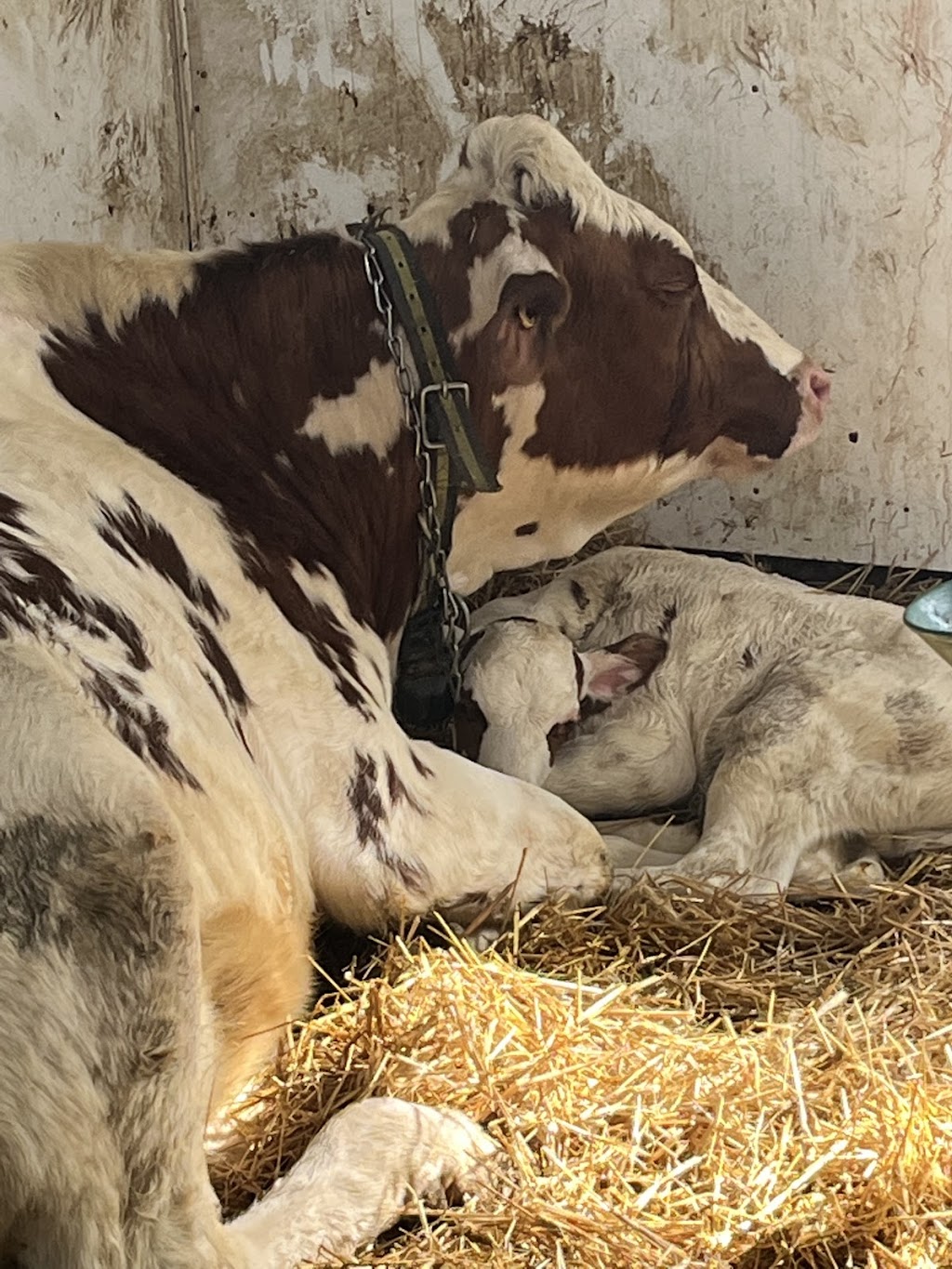 Ferme Séva inc. | 44 Rang Ste Marie, Les Éboulements, QC G0A 2M0, Canada | Phone: (418) 633-0266