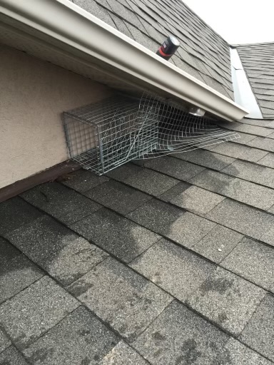 Freedom Wildlife Animal Removal Services | 33 Robinson St, Hamilton, ON L8P 1Y8, Canada | Phone: (905) 741-1195