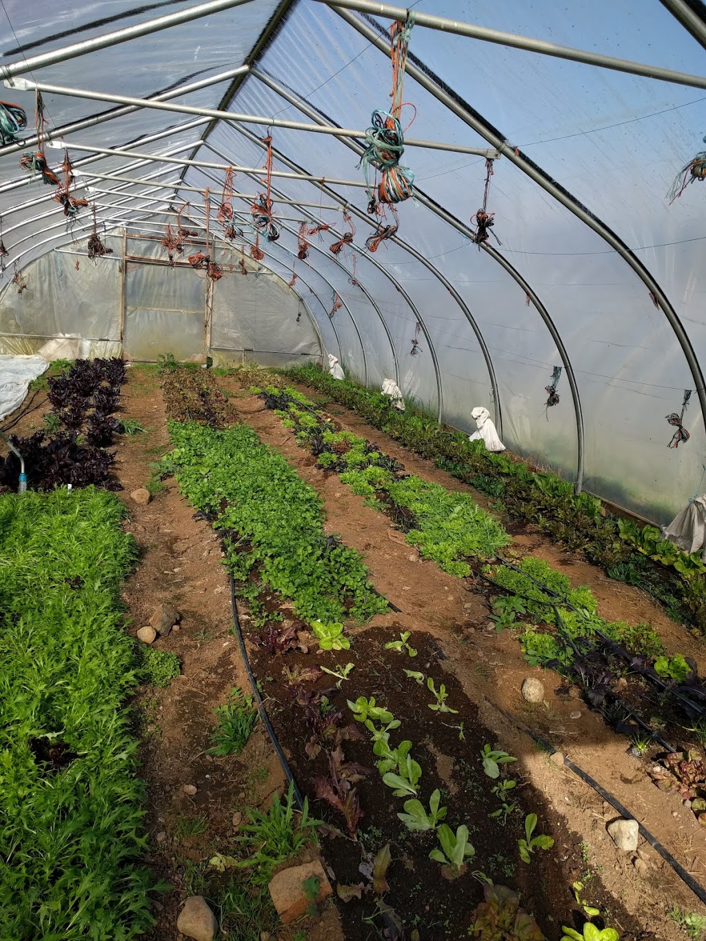 ALM Organic Farm | 3680 Otter Point Rd, Sooke, BC V9Z 0K1, Canada | Phone: (250) 642-3671