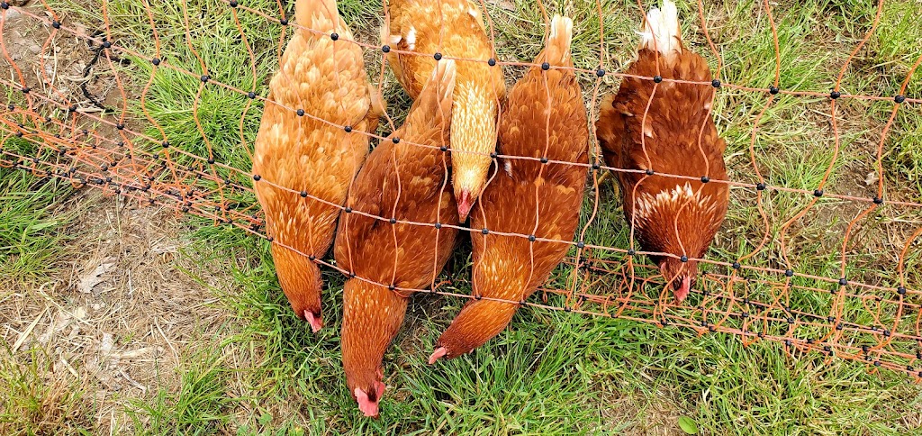 Leahys Farm and Market | 1213 Block Rd, Lakefield, ON K0L 2H0, Canada | Phone: (705) 761-9029