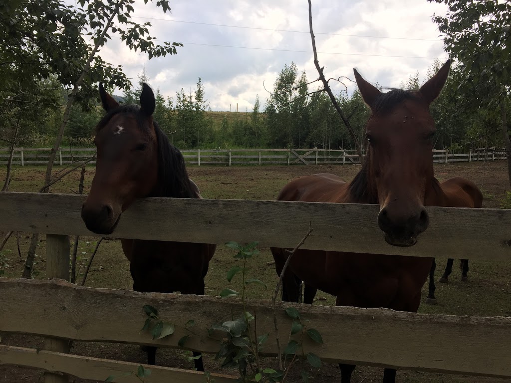 Anderson Valley Ranch | Mountain View County, AB T0M 2E1, Canada | Phone: (403) 637-3737